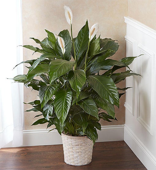 Lush peace lily plant in a woven basket, thriving in a cozy home environment.
