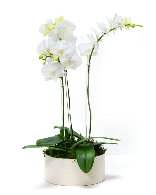 Petite Orchid Trio, three small white Phalaenopsis orchid plants in a low white ceramic pot with moss