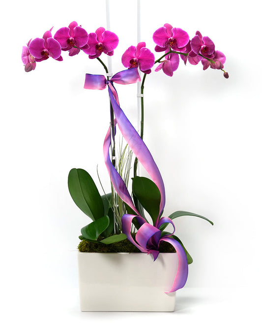 Product photo of Dressed Double Purple orchid plants in a pot with purple ribbon