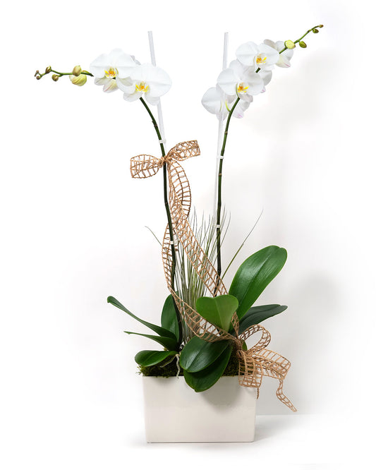 Product photo of Dressed Double White orchid plants in a pot with gold ribbon