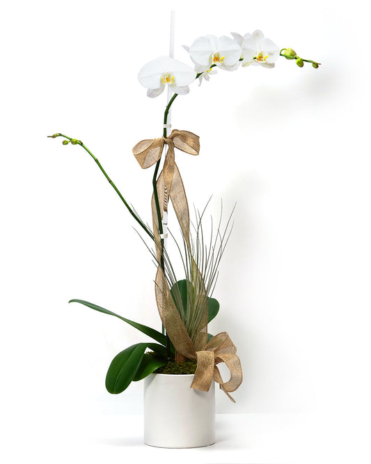 Product photo of Dressed Single White orchid plant with gold ribbon