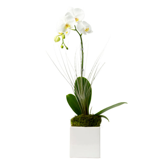 Elegant white orchid arrangement in a modern square pot, featuring lush green leaves and decorative moss.