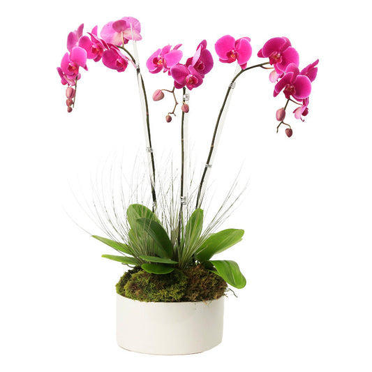 Product photo of Triple Stem Purple Phalaenopsis Orchid plants in a pot
