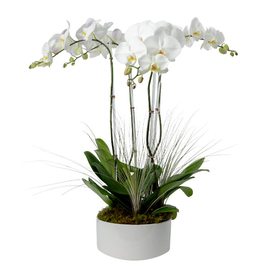 Product photo of Four Stem White Phalaenopsis Orchid
