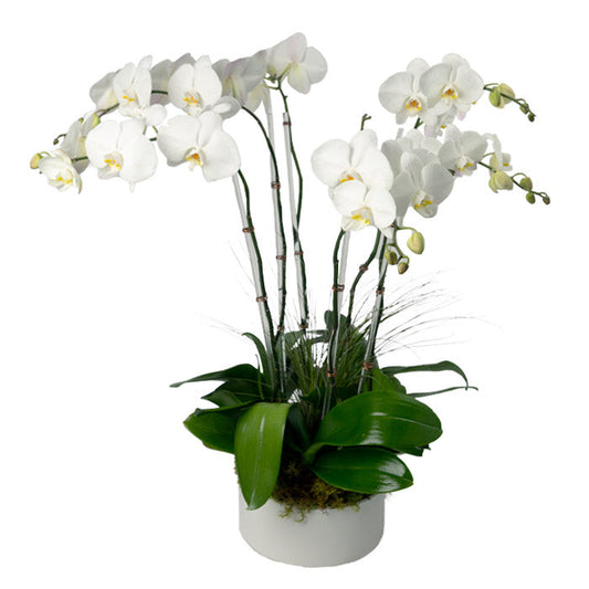 Product photo of Six Stem White Phalaenopsis Orchids in a ceramic pot