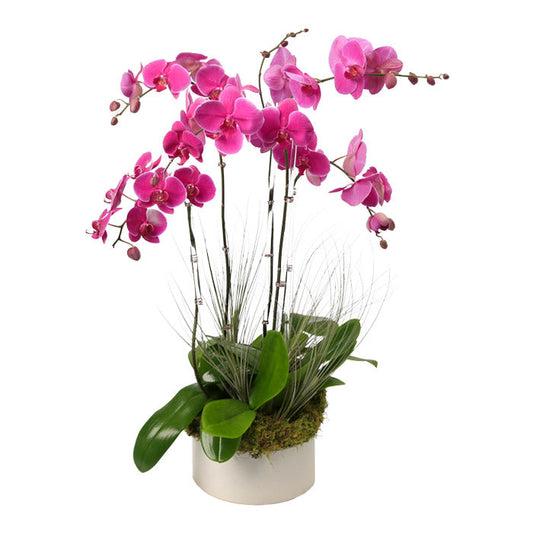 Product photo of Six Stem Purple Phalaenopsis Orchid